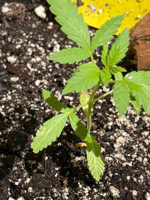 Mephisto Electric Citrus Auto. Week 2