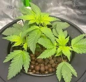 GoodGenetix