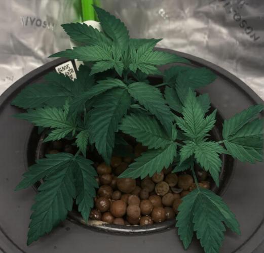 GoodGenetix