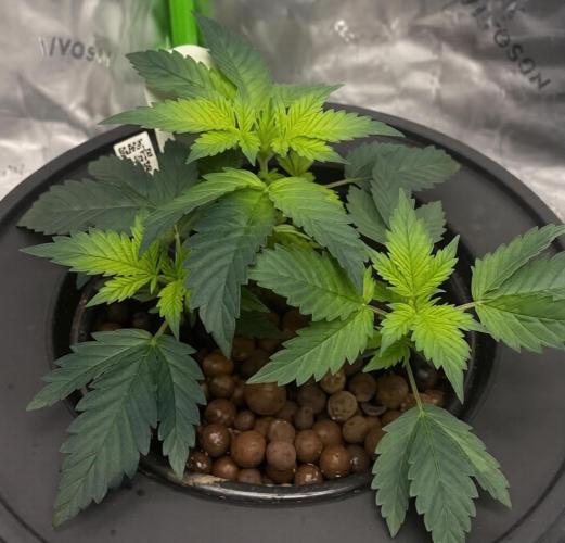 GoodGenetix