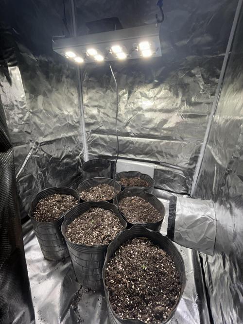 Auto Critical Orange Punch. Week 0