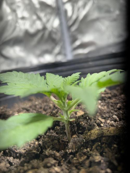The lotus Leaf. Week 2