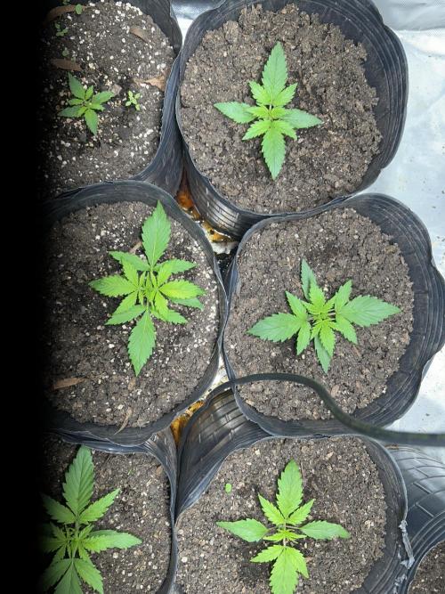 The lotus Leaf. Week 2