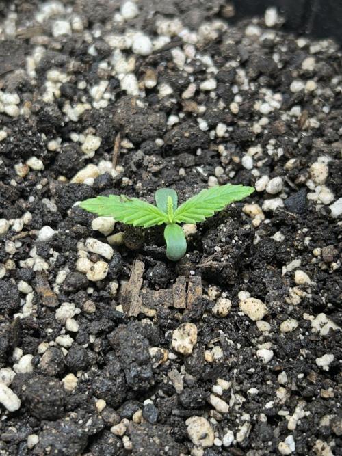 The lotus Leaf. Week 1