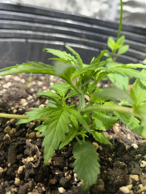 Dutch Passion VS Mistery Auto Setup 🇦🇷. Week 3 - 21d (this is the cats favourite)