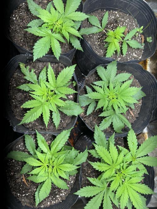 Dutch Passion VS Mistery Auto Setup 🇦🇷. Week 3 - 21d