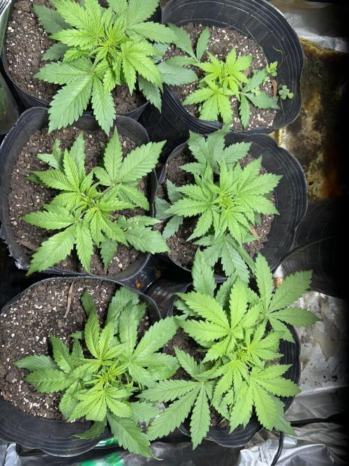 Dutch Passion VS Mistery Auto Setup 🇦🇷. Week 3 - 21d