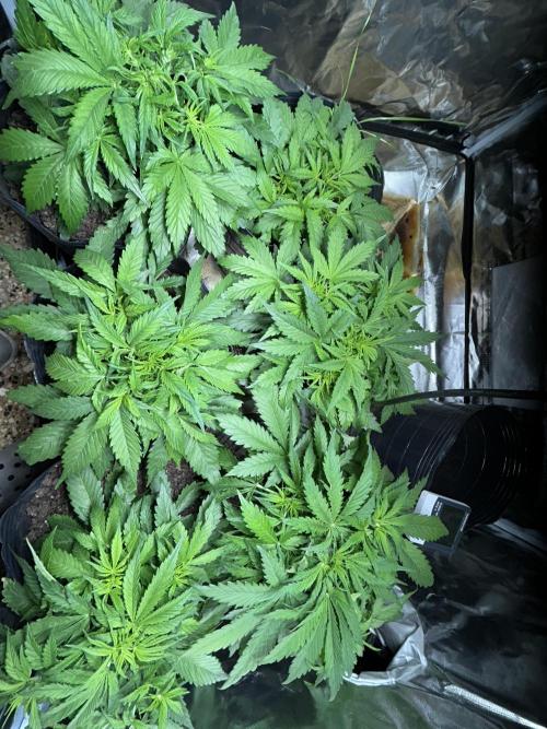 Dutch Passion VS Mistery Auto Setup 🇦🇷. Week 4