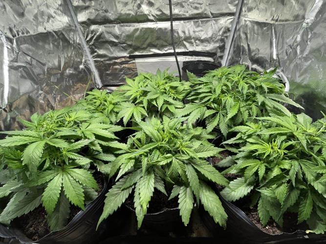 Dutch Passion VS Mistery Auto Setup 🇦🇷. Week 4 - all green
