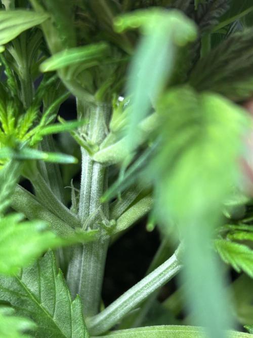 Dutch Passion VS Mistery Auto Setup 🇦🇷. Week 4 - The first pistils