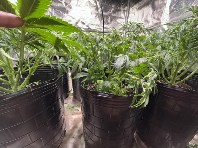 Dutch Passion VS Mistery Auto Setup 🇦🇷. Week 5 - Post lst and defoliation