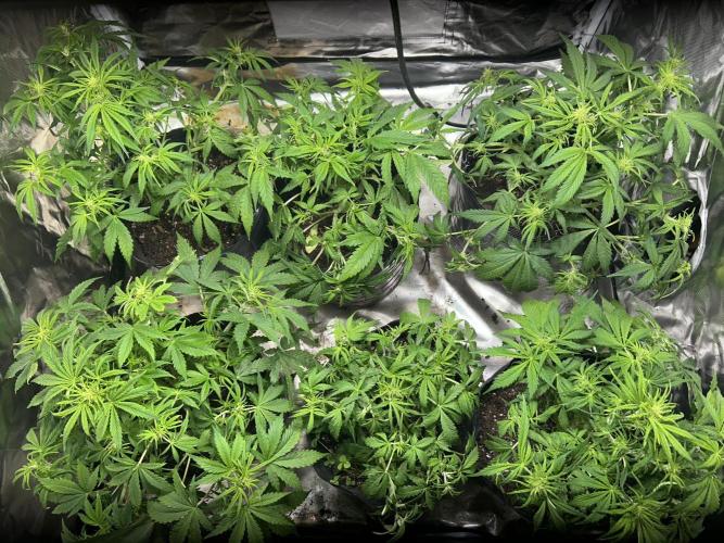 Dutch Passion VS Mistery Auto Setup 🇦🇷. Week 5 - same day 