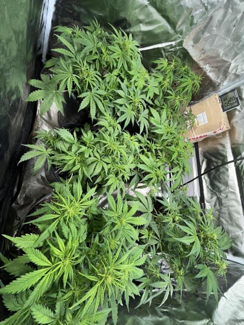 Dutch Passion VS Mistery Auto Setup 🇦🇷. Week 5 - day after 