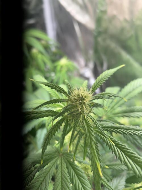 Dutch Passion VS Mistery Auto Setup 🇦🇷. Week 6 - Critical Flowering 