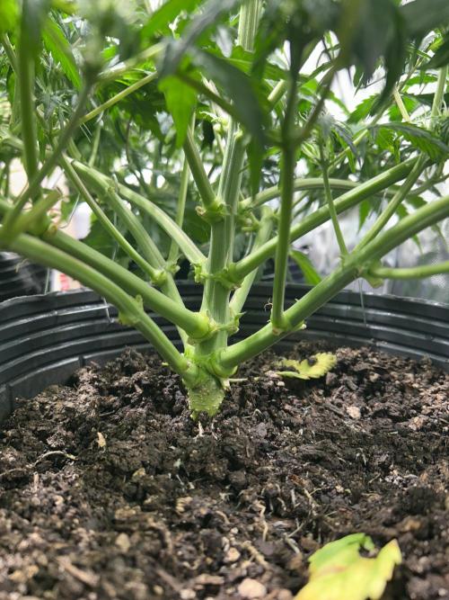 Dutch Passion VS Mistery Auto Setup 🇦🇷. Week 6 - Critical
