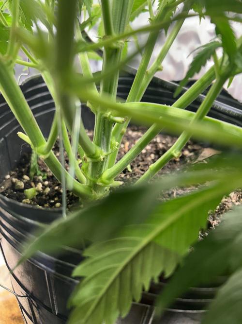 Dutch Passion VS Mistery Auto Setup 🇦🇷. Week 6 - Mistery Auto
