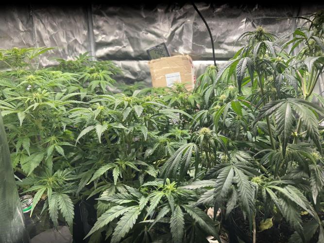 Dutch Passion VS Mistery Auto Setup 🇦🇷. Week 6 - Day7