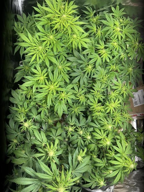 Dutch Passion VS Mistery Auto Setup 🇦🇷. Week 6 - Day 7