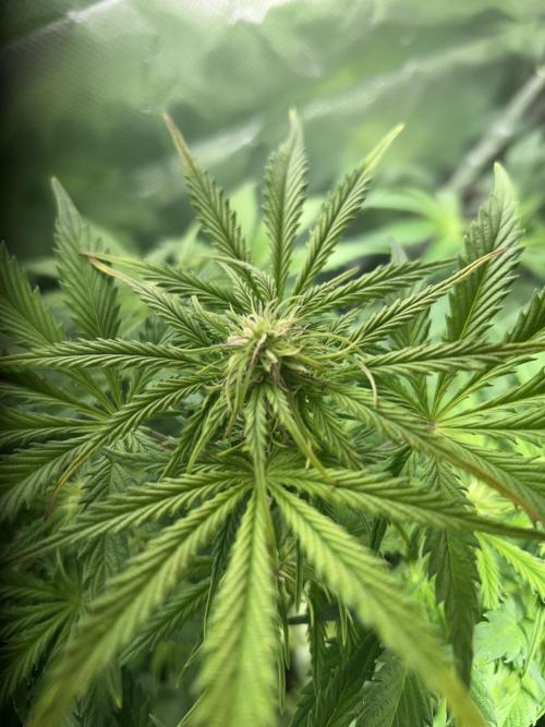 Dutch Passion VS Mistery Auto Setup 🇦🇷. Week 6 - Mistery Auto