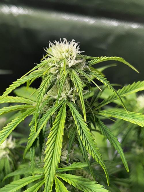Dutch Passion VS Mistery Auto Setup 🇦🇷. Week 7 - Critical day 49