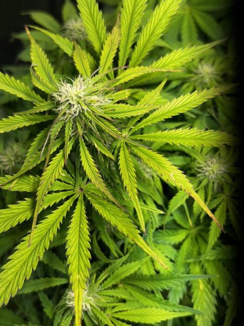 Dutch Passion VS Mistery Auto Setup 🇦🇷. Week 7 - Mistery getting red day 49