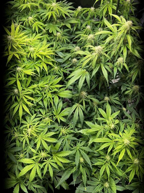 Dutch Passion VS Mistery Auto Setup 🇦🇷. Week 7 - Day 49