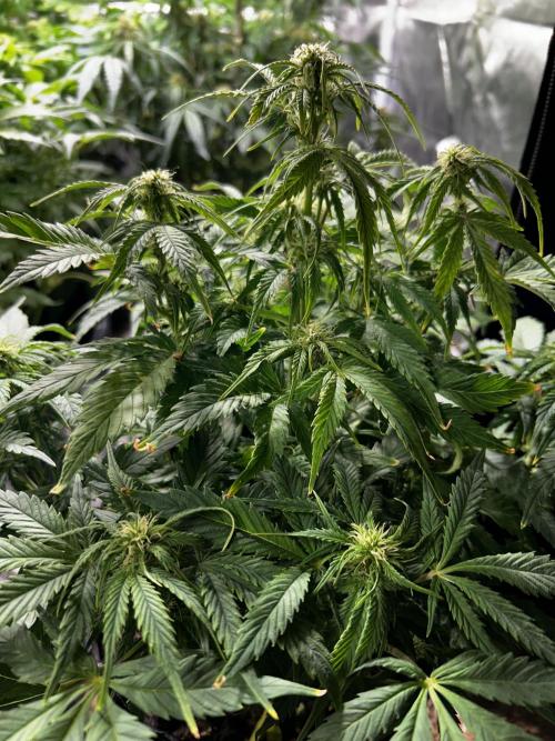 Dutch Passion VS Mistery Auto Setup 🇦🇷. Week 7 - Critical