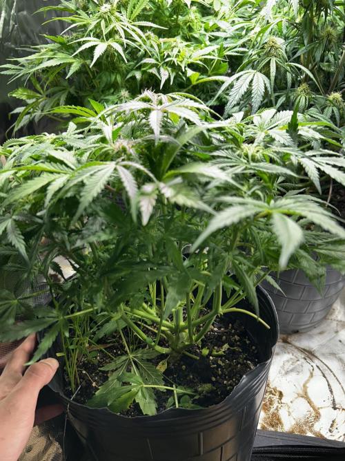 Dutch Passion VS Mistery Auto Setup 🇦🇷. Week 7 - the cats favourite
