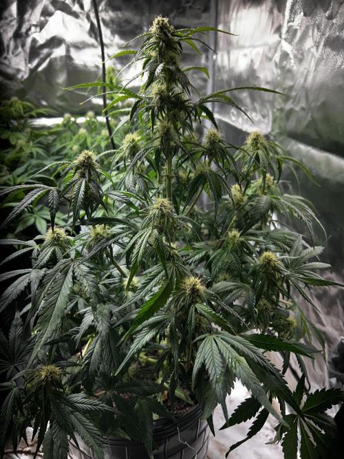 Dutch Passion VS Mistery Auto Setup 🇦🇷. Week 7 - Critical