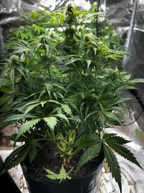 Dutch Passion VS Mistery Auto Setup 🇦🇷. Week 7 - Mistery