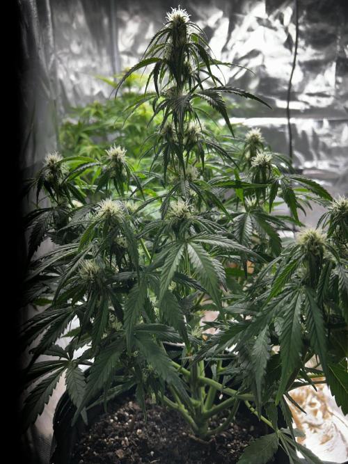 Dutch Passion VS Mistery Auto Setup 🇦🇷. Week 7 - Critical