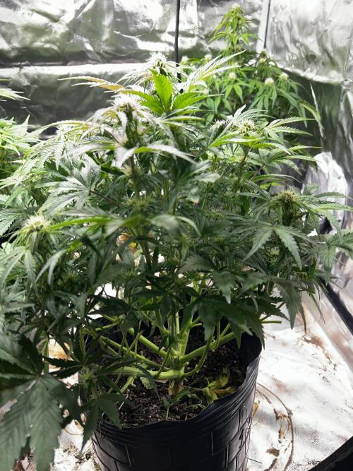 Dutch Passion VS Mistery Auto Setup 🇦🇷. Week 7 - Mistery