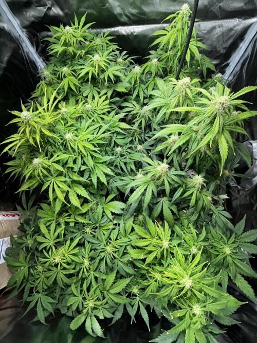 Dutch Passion VS Mistery Auto Setup 🇦🇷. Week 7