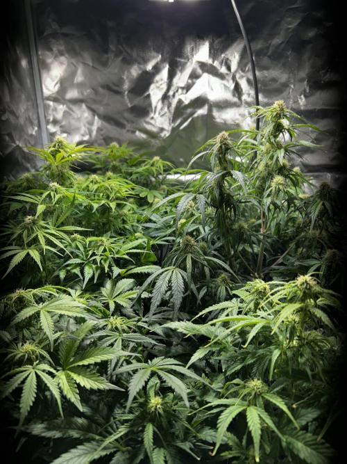 Dutch Passion VS Mistery Auto Setup 🇦🇷. Week 7