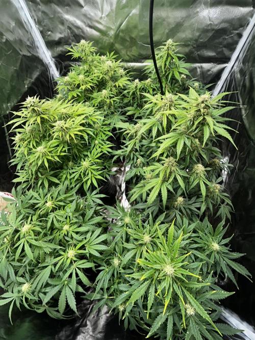 Dutch Passion VS Mistery Auto Setup 🇦🇷. Week 8 - setup