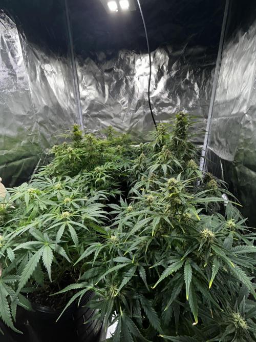 Dutch Passion VS Mistery Auto Setup 🇦🇷. Week 8 - setup