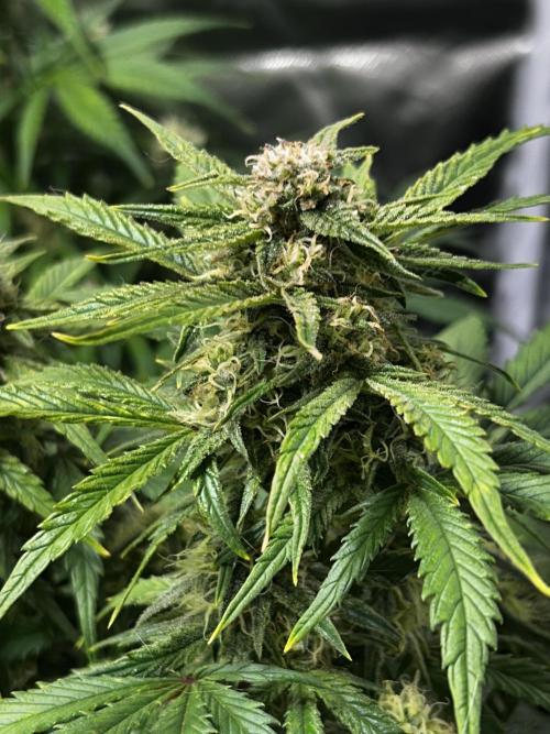 Dutch Passion VS Mistery Auto Setup 🇦🇷. Week 8 - critical