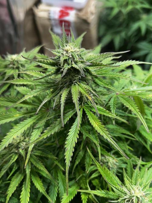 Dutch Passion VS Mistery Auto Setup 🇦🇷. Week 8 - mistery auto