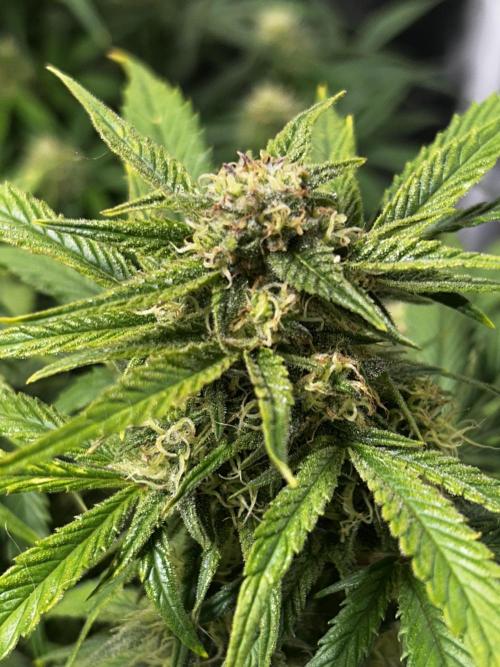 Dutch Passion VS Mistery Auto Setup 🇦🇷. Week 8 - advanced critical