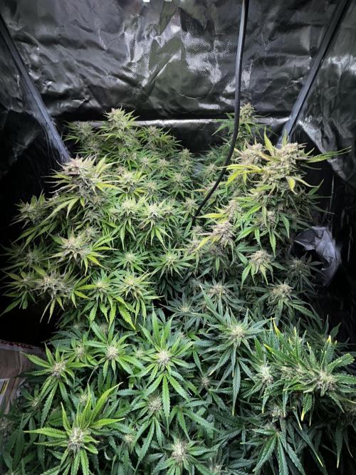Dutch Passion VS Mistery Auto Setup 🇦🇷. Week 9