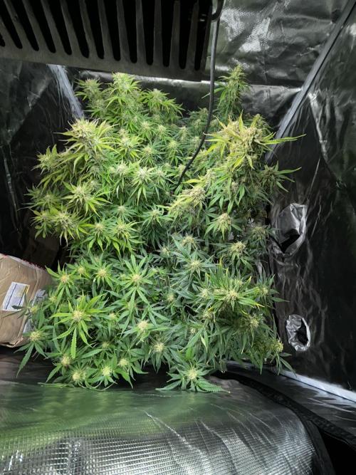 Dutch Passion VS Mistery Auto Setup 🇦🇷. Week 9