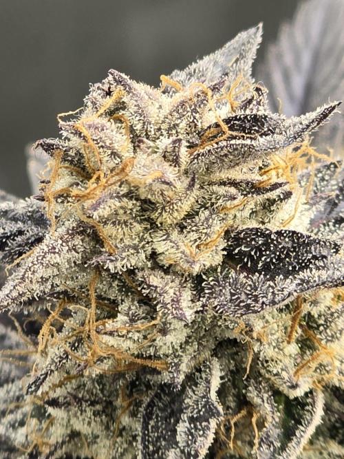 Mac 1. Week 9