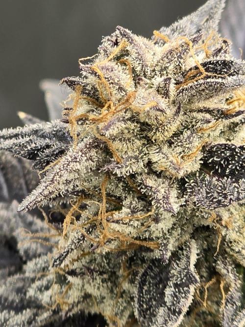 Mac 1. Week 9