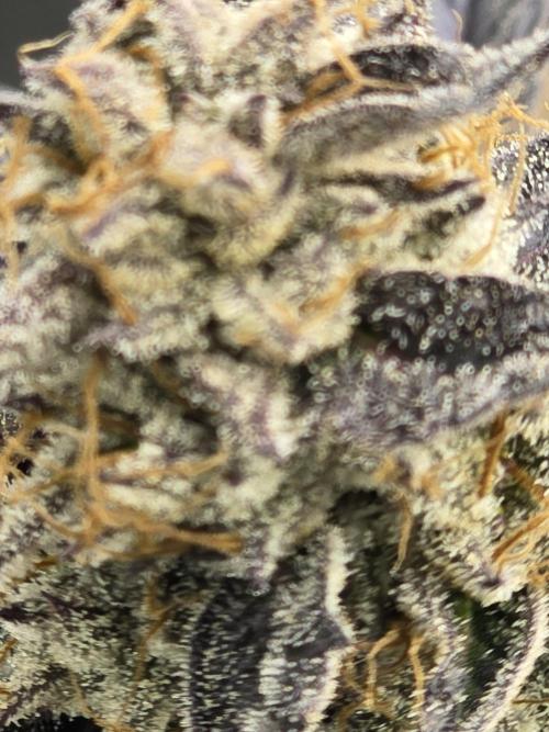 Mac 1. Week 9