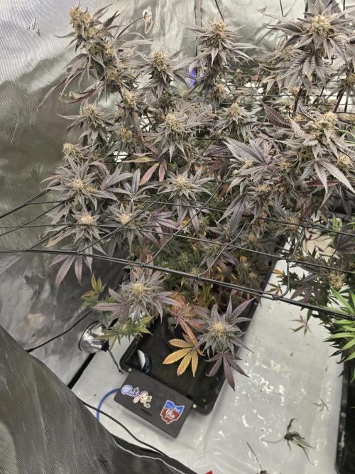 Mac 1. Week 9
