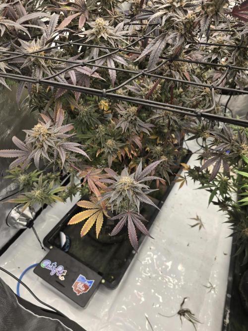 Mac 1. Week 9