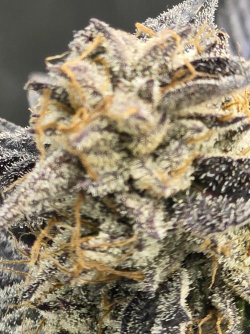 Mac 1. Week 9