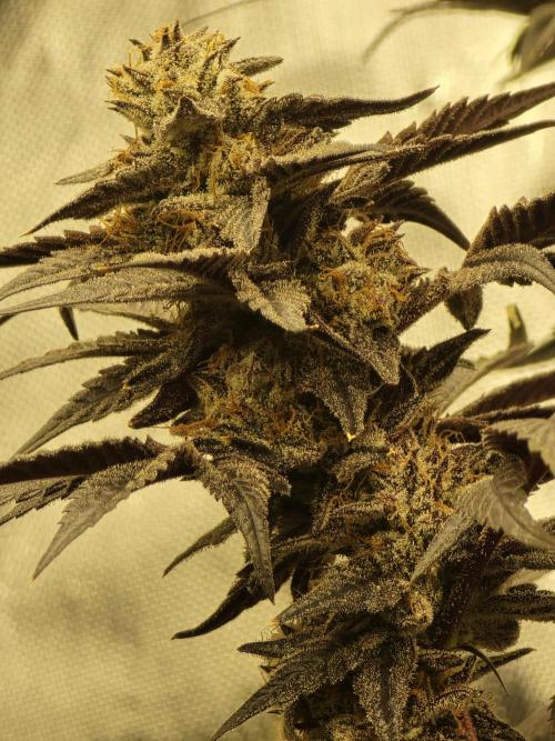 Mac 1. Week 9