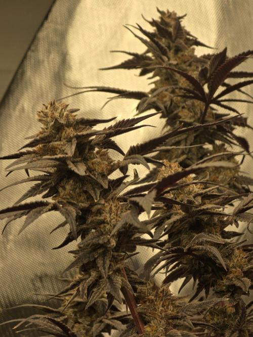 Mac 1. Week 9