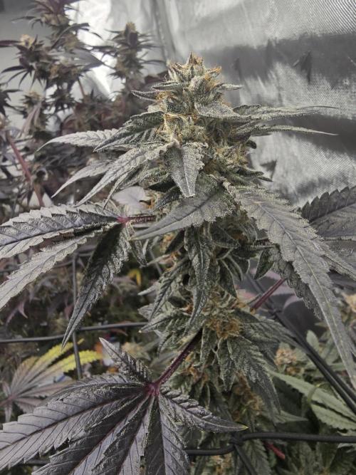 Mac 1. Week 9